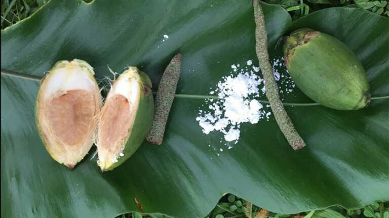 Effects Of Eating Betel Nut During Pregnancy